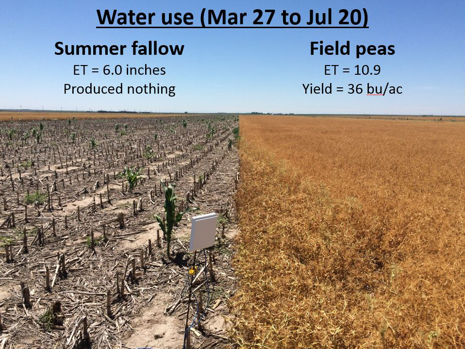 Field shot comparing field pea vs summer fallow water use