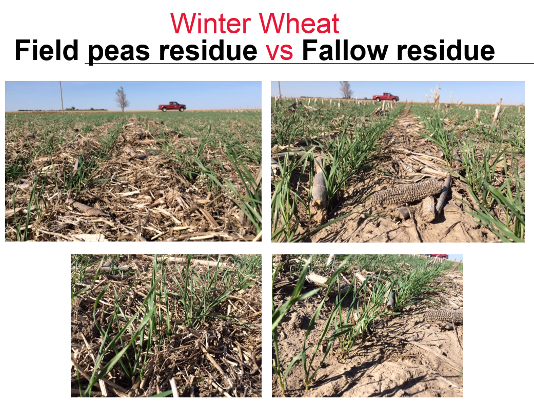 Photos comparing residue levels of field peas and fallow in newly planted winter wheat.