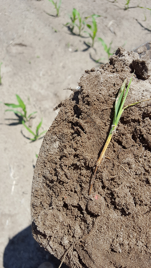 Diseased corn seedling