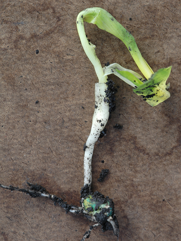Corn seedling leafing out below the surface