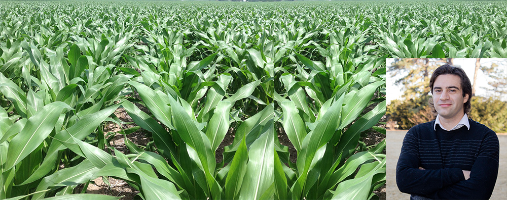Photos of a corn field and Patricio Grassini 