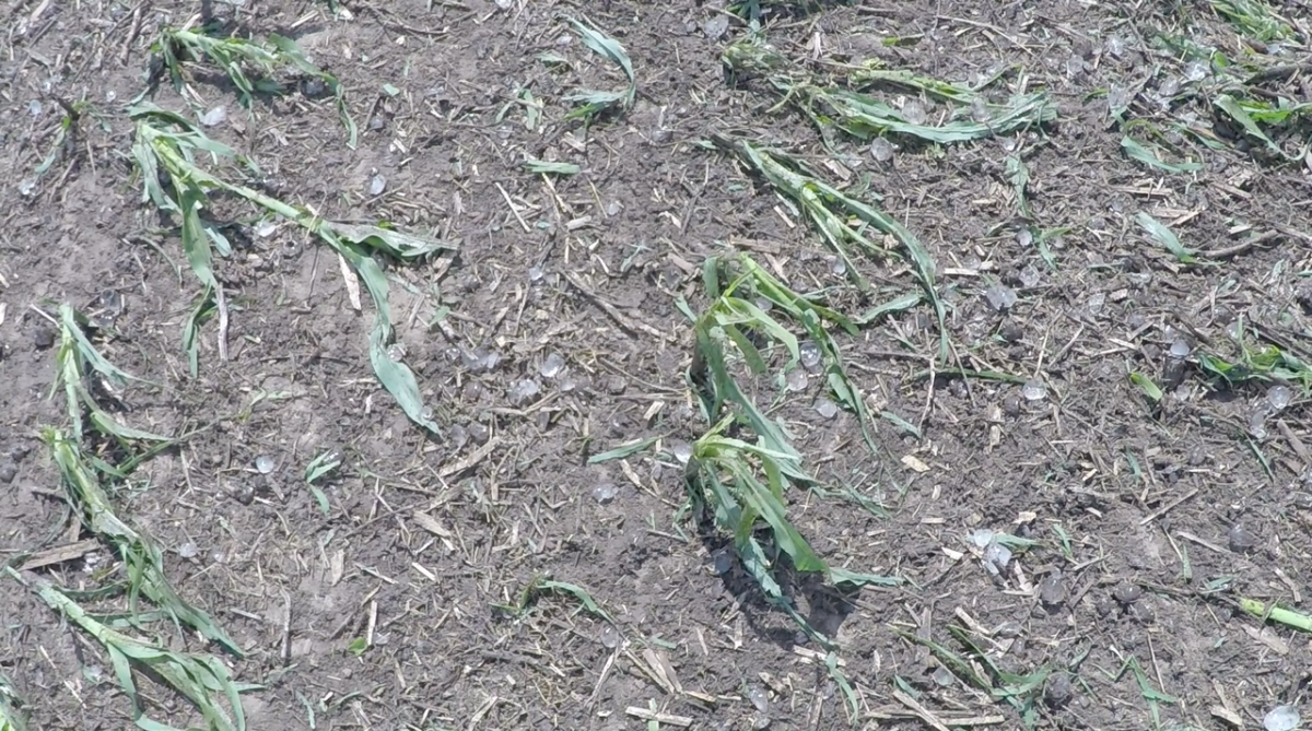 hail-damaged corn plant