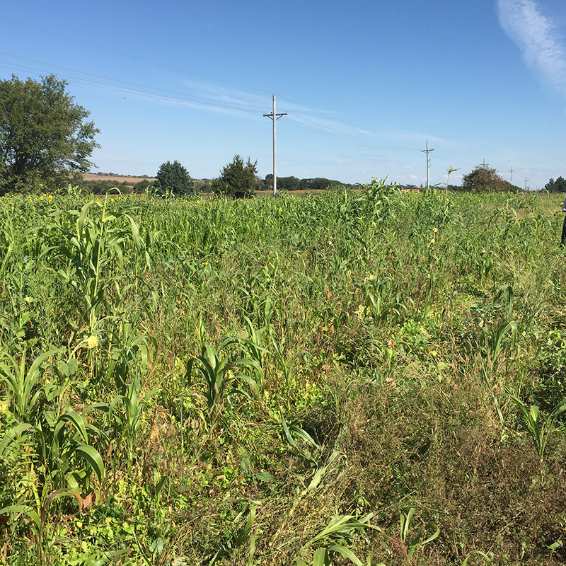 forage cover crop