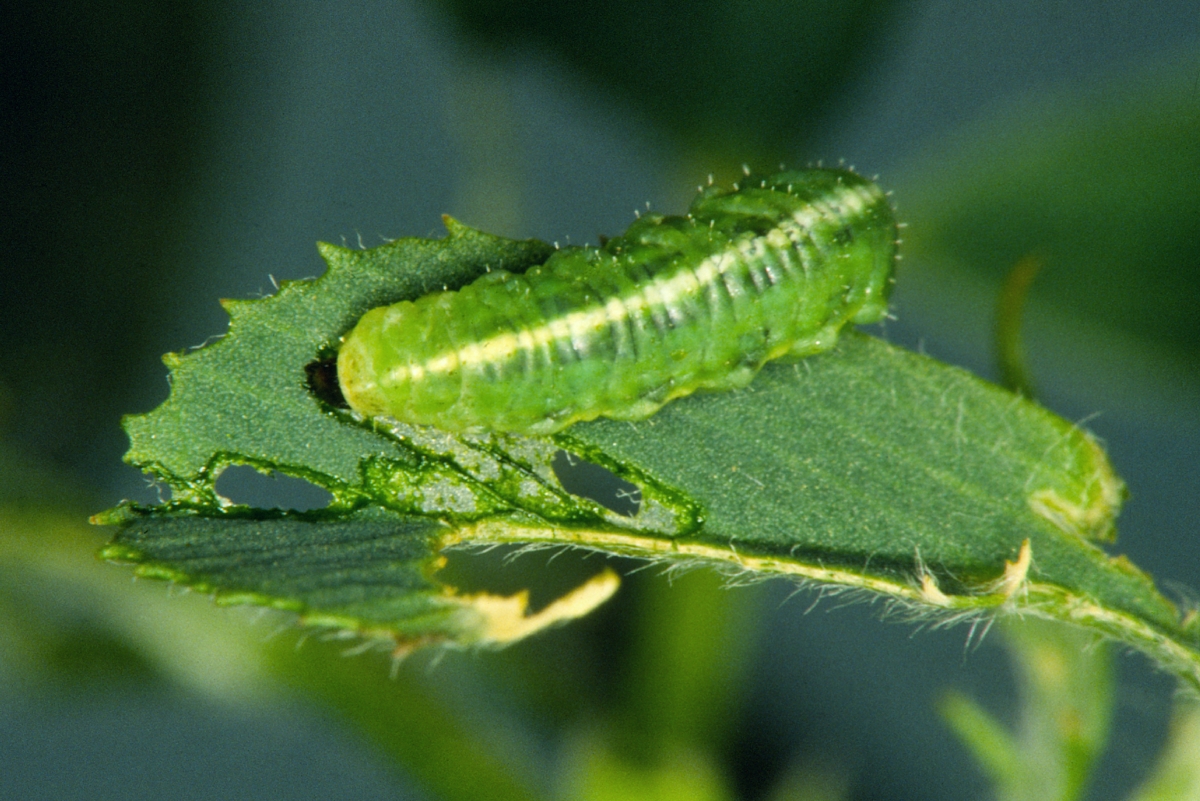 alfalfa weevil larva