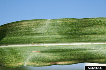 Twospotted spider mite damage in corn