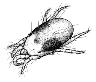 twospotted-spider-mite