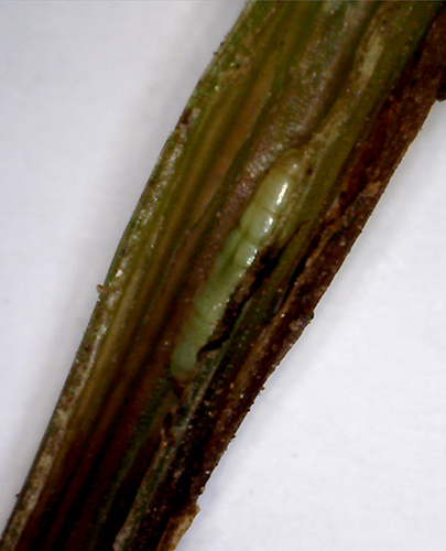wheat stem maggot pupa in corn stem