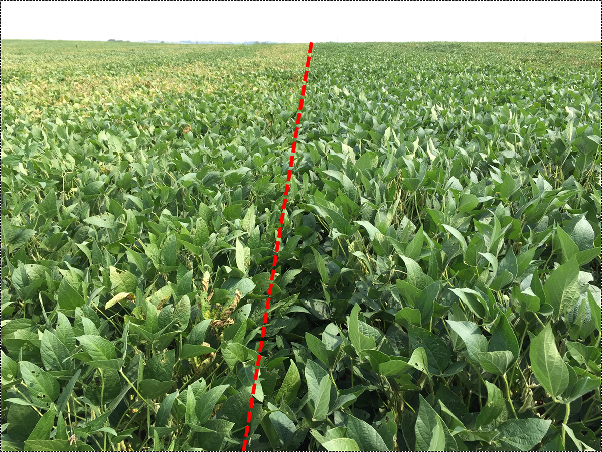 Soybeans grown in an on-farm research ILeVO trial