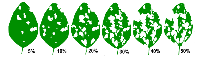 various levels of soybean defoliation