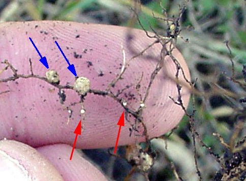 Soybean cyst nematode cysts and nitrogen nodules on soybean roots