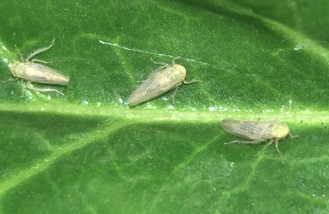 Sugar beet leafhoppers - ARS image