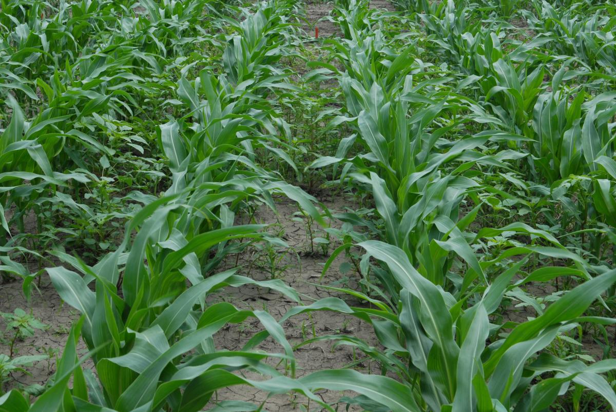 Acuron field trial