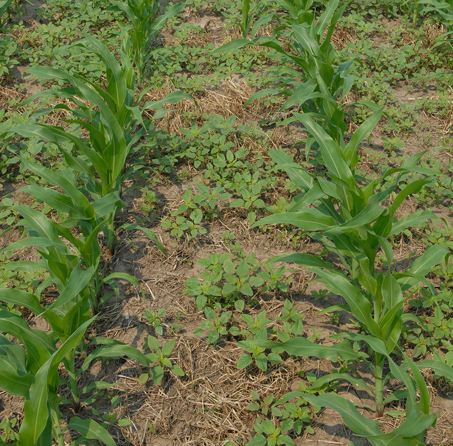 Field photo of weed trial in corn with resistant Palmer amaranth