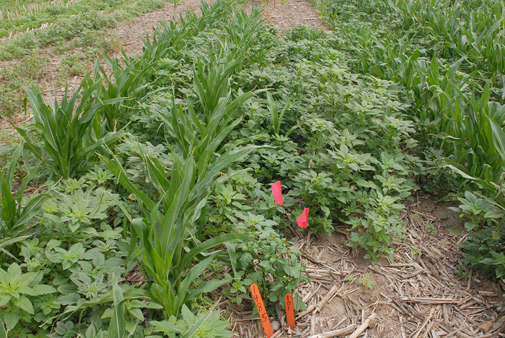 Field photo of weed trial with Roundup Powermax