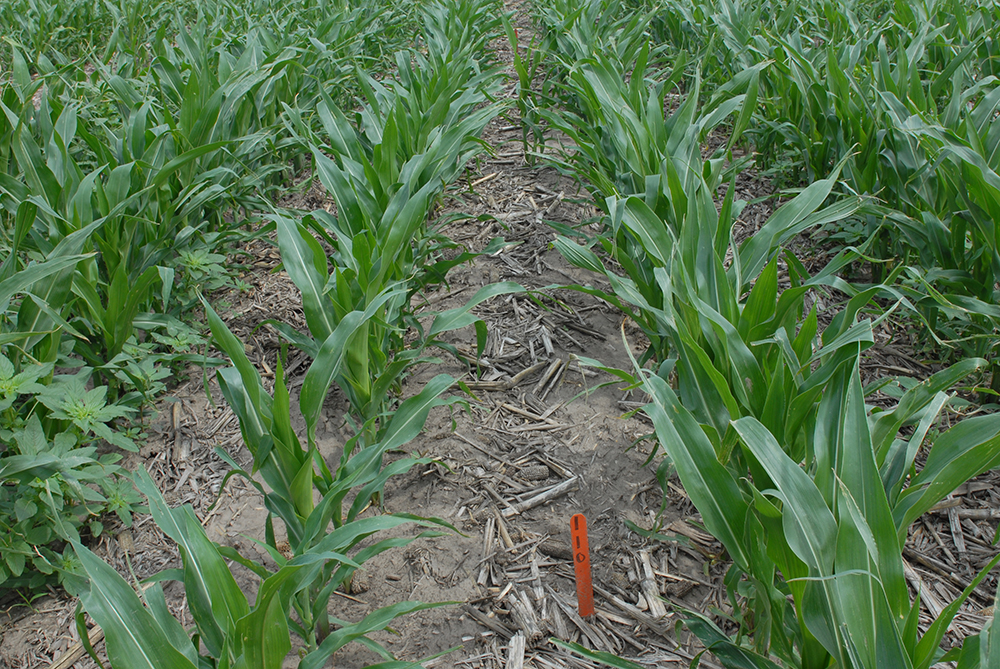 Field photo of weed trial with Diflex DUO and Roundup Powermax