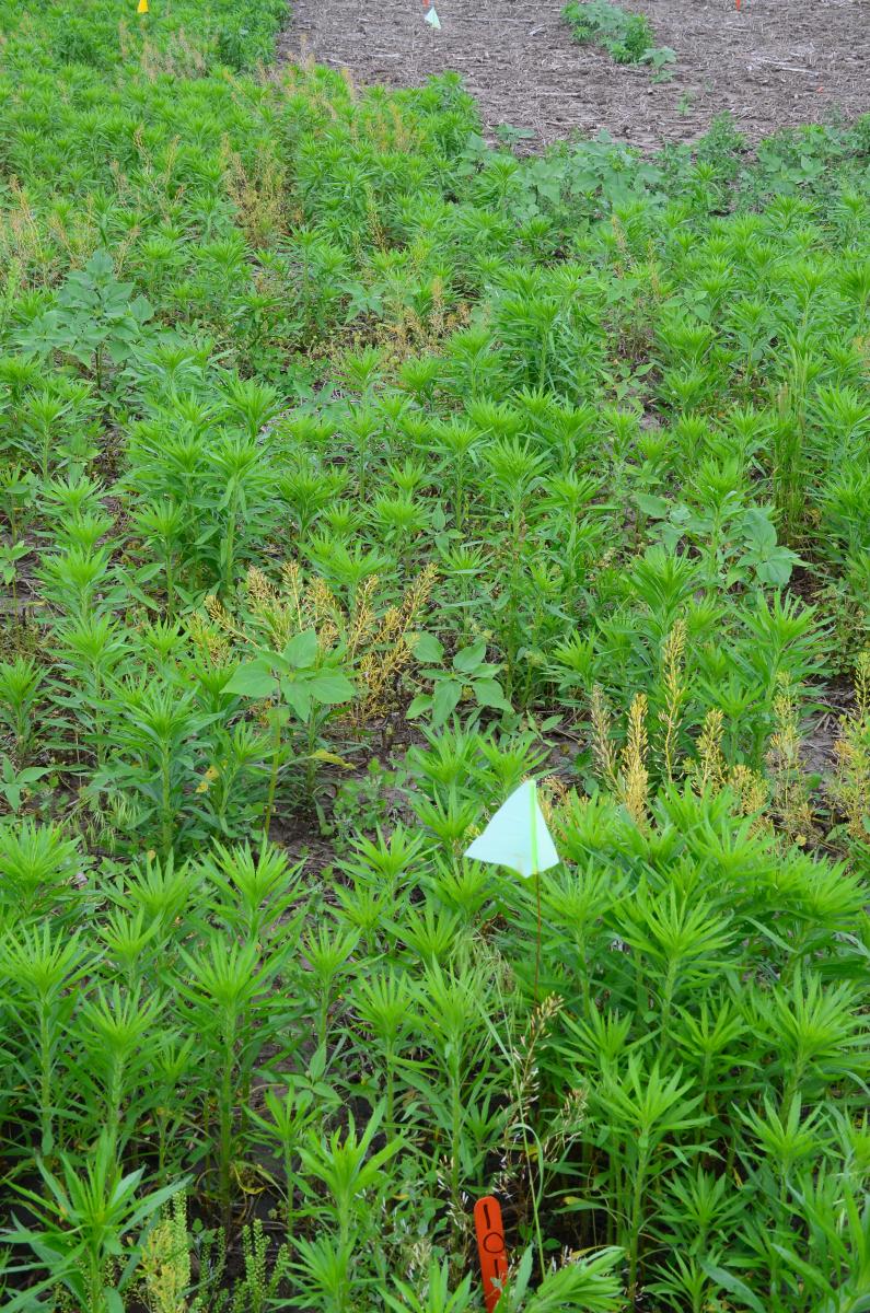 Herbicide trial in glyposate-resistant marestail