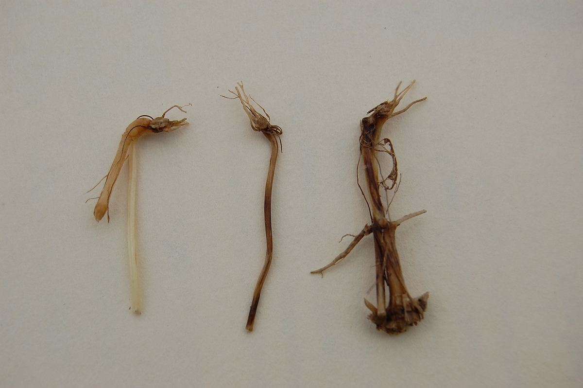 Root damage in wheat