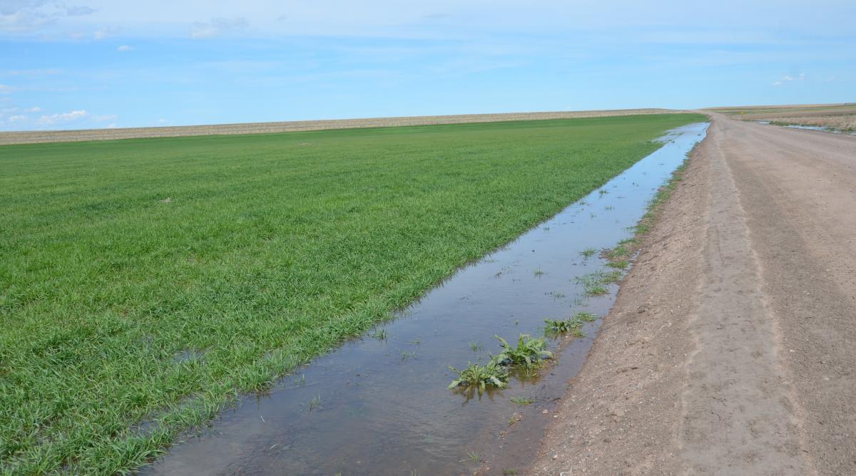 Wheat-flooded-field