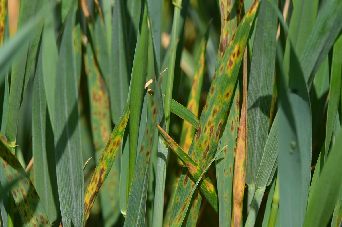 Wheat-leaf-spot