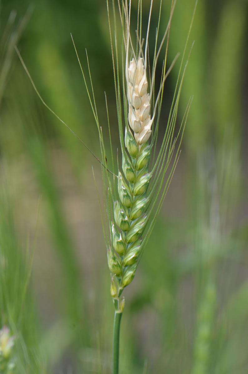 Fusarium head blight of wheat