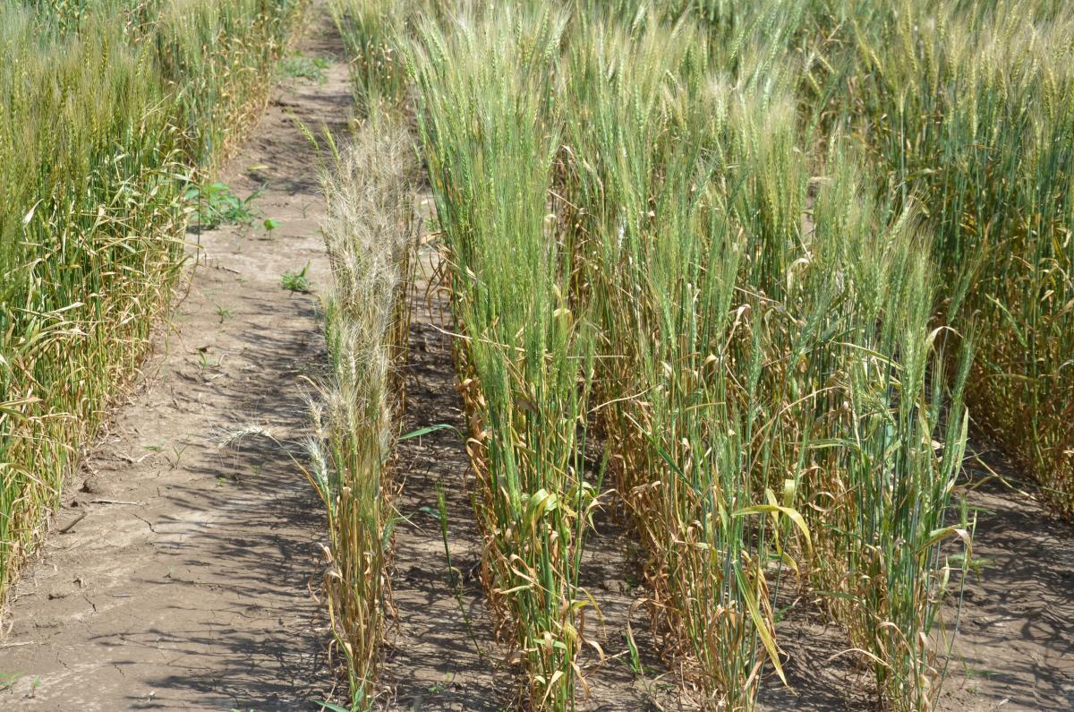 Fusarium head blight of wheat