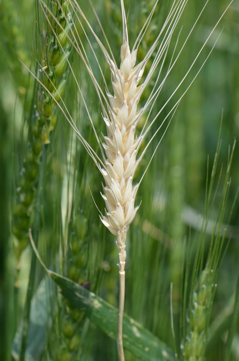 wheat stem maggot damage