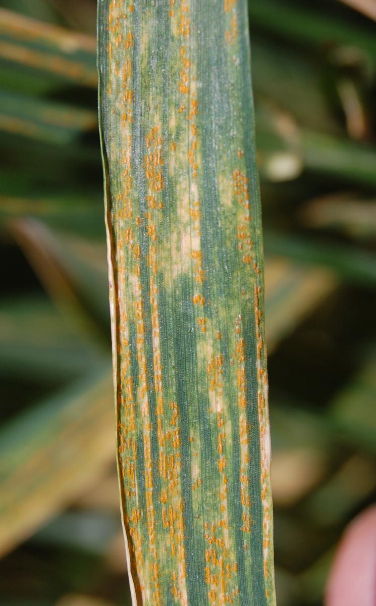 Stripe rust in wheat