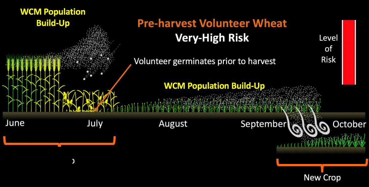 Volunteer wheat situation creating high risk