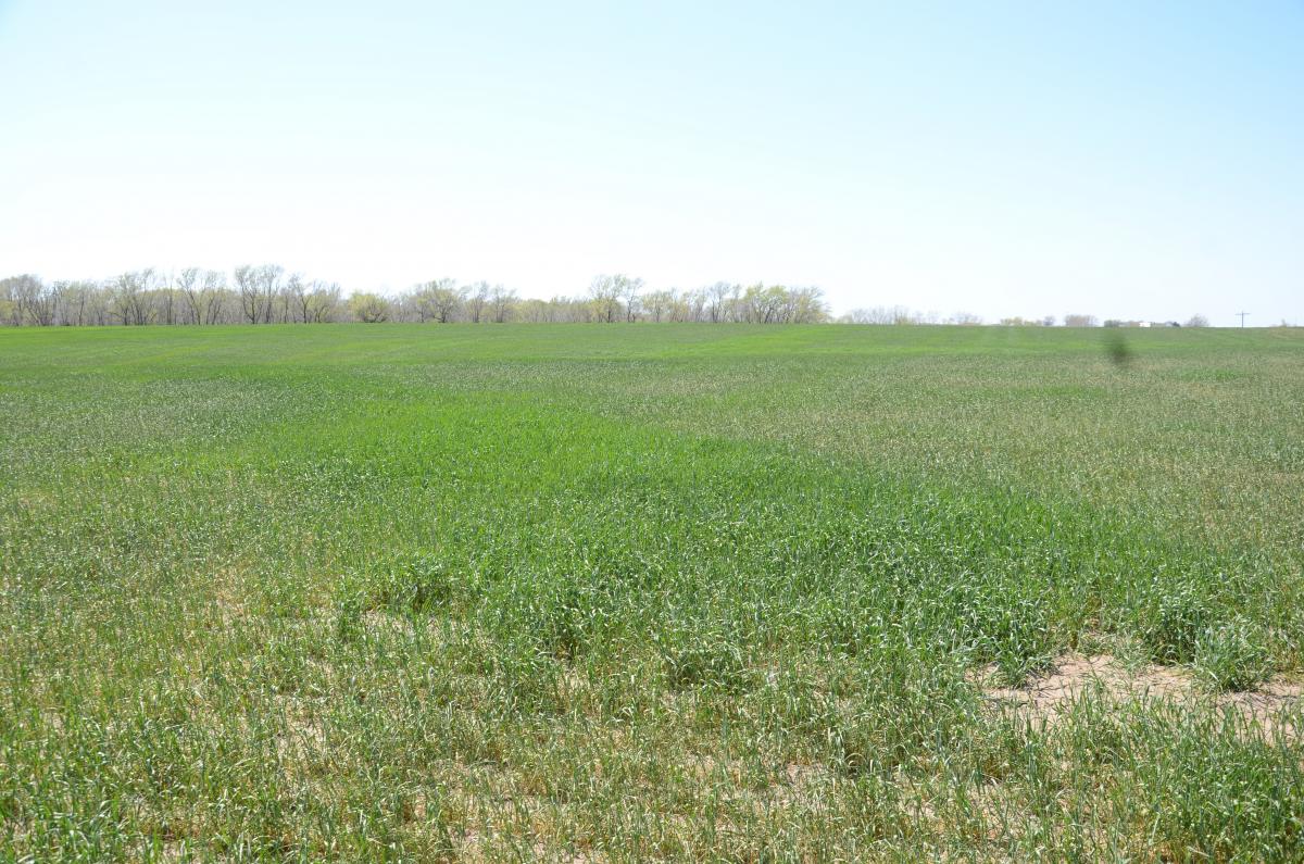 Water-stressed wheat field