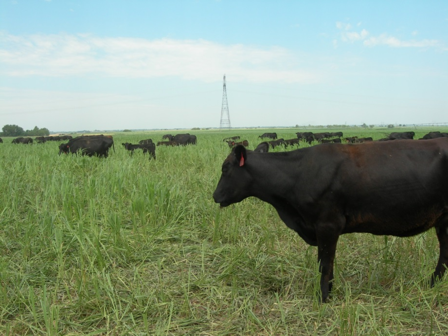 cattle grazing forages