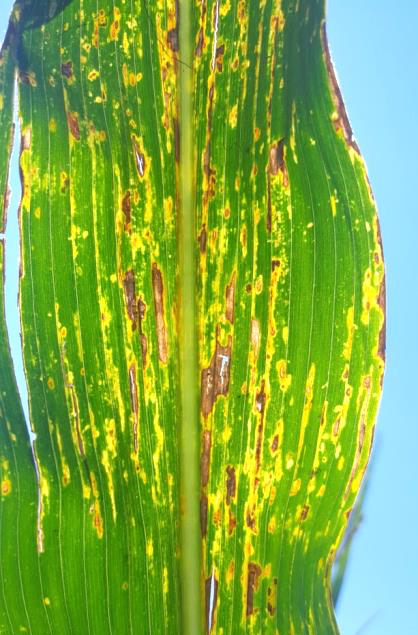 bacterial leaf streak lesions