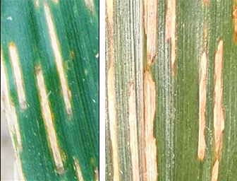 Gray leaf spot and bacterial leaf stripe 