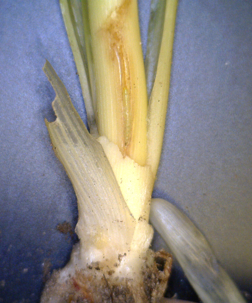 Wheat stem burrowing in a corn stalk