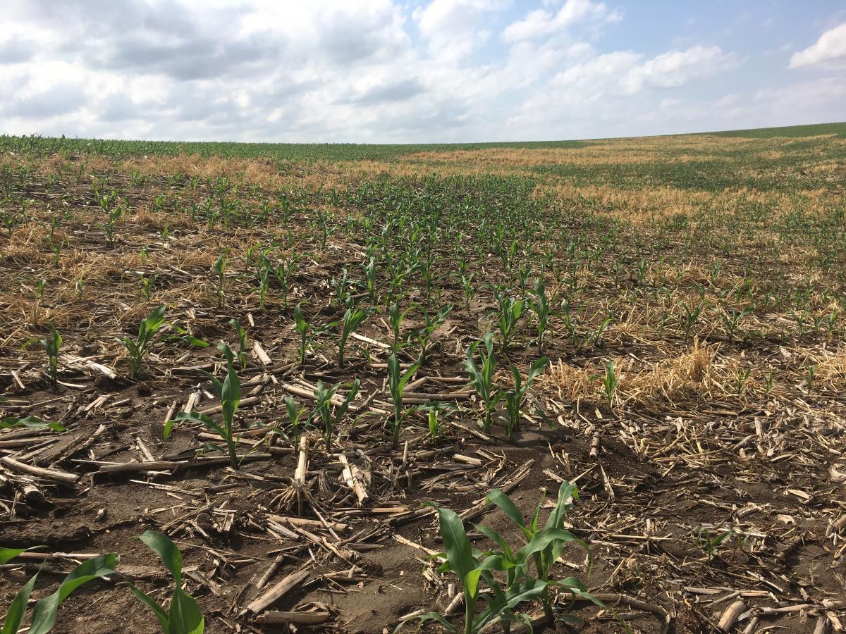 Wheat stem maggot damage in a corn field