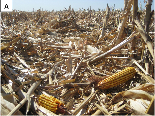 Corn harvest loss in field