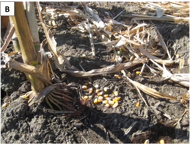 Corn kernel harvest loss in field