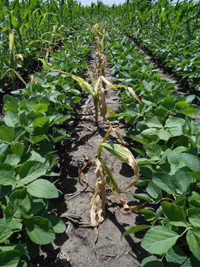 Blyphosate-resistant volunteer corn in glyphosate-resistant soybean field