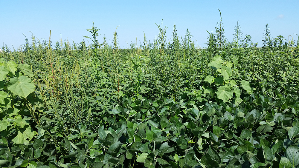 Soybeans with glyphosate resistant Palmer amaranth