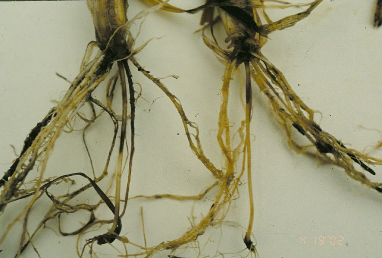 Crown and root rot of wheat