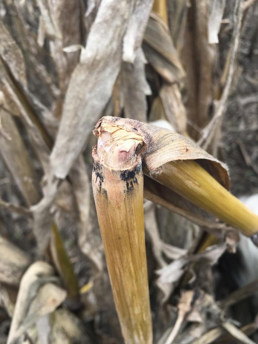 Black structures at nodes indicative of gibberella stalk rot in corn