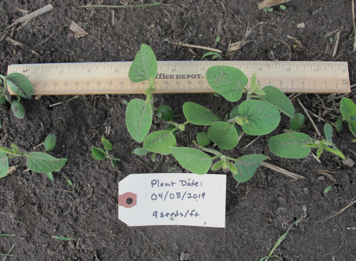 Soybeans planted April 8, 2019, nine seeds per foot; photo taken May 13