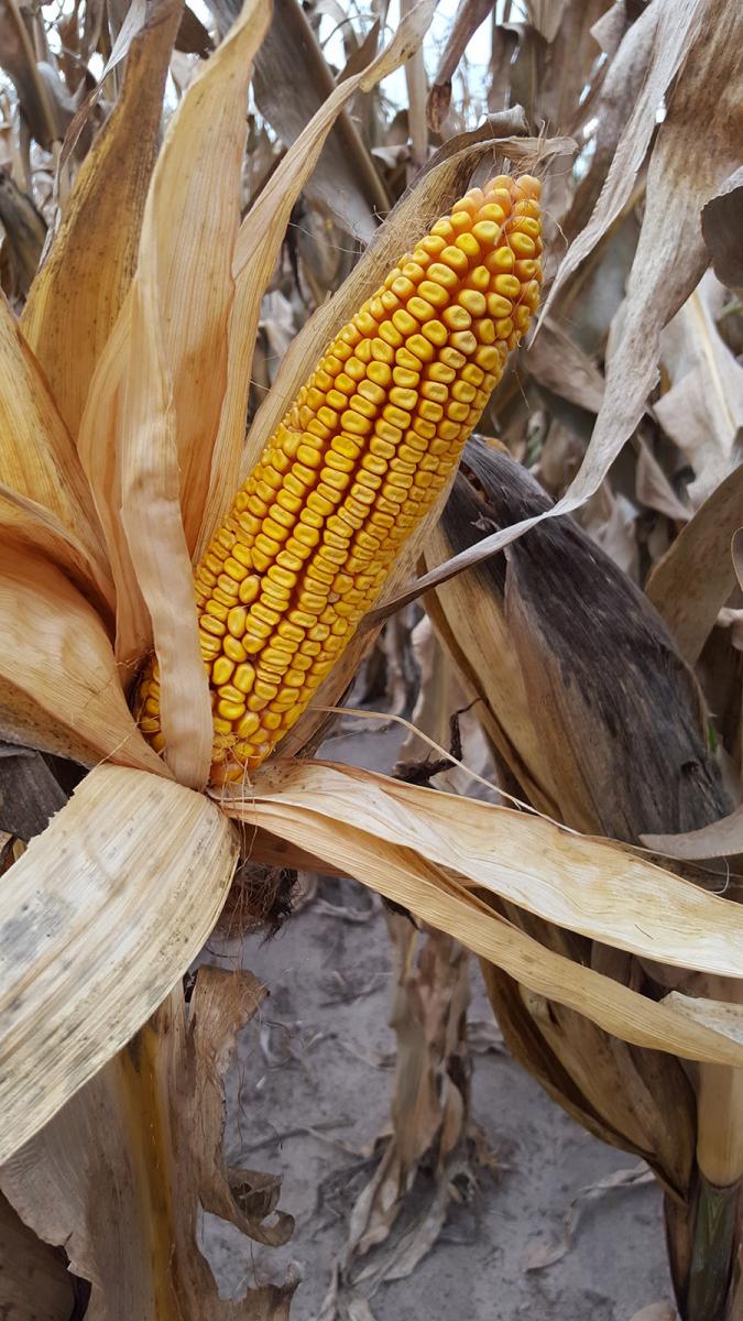 corn inside black husks at maturity