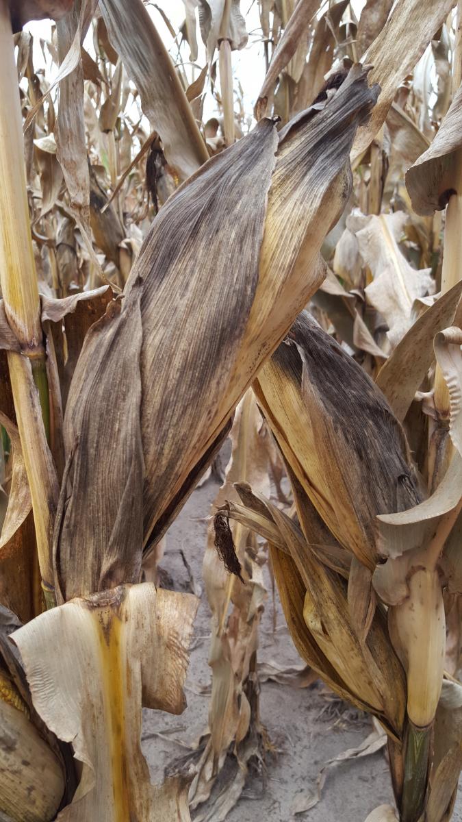 black husks of corn at maturity 
