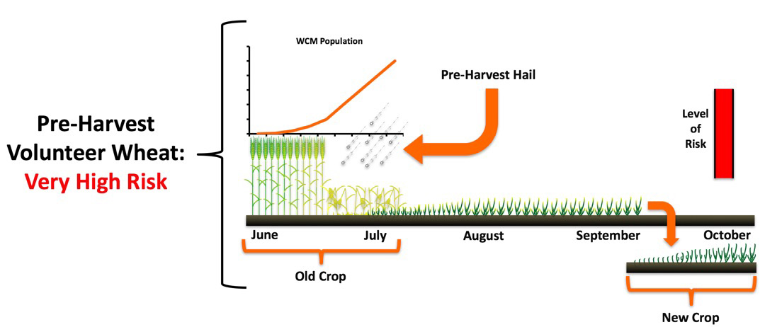 Figure showing value of controlling volunteer wheat pre-harvest