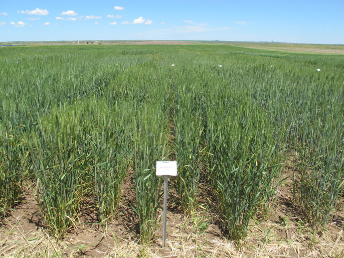 Wheat variety Ruth (NE10589)