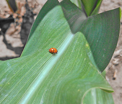 Beneficial lady bug in corn