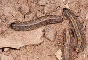 Army cutworms on soil