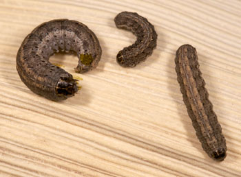 Army cutworms at various larval stages