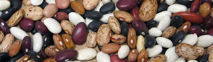 dry edible beans