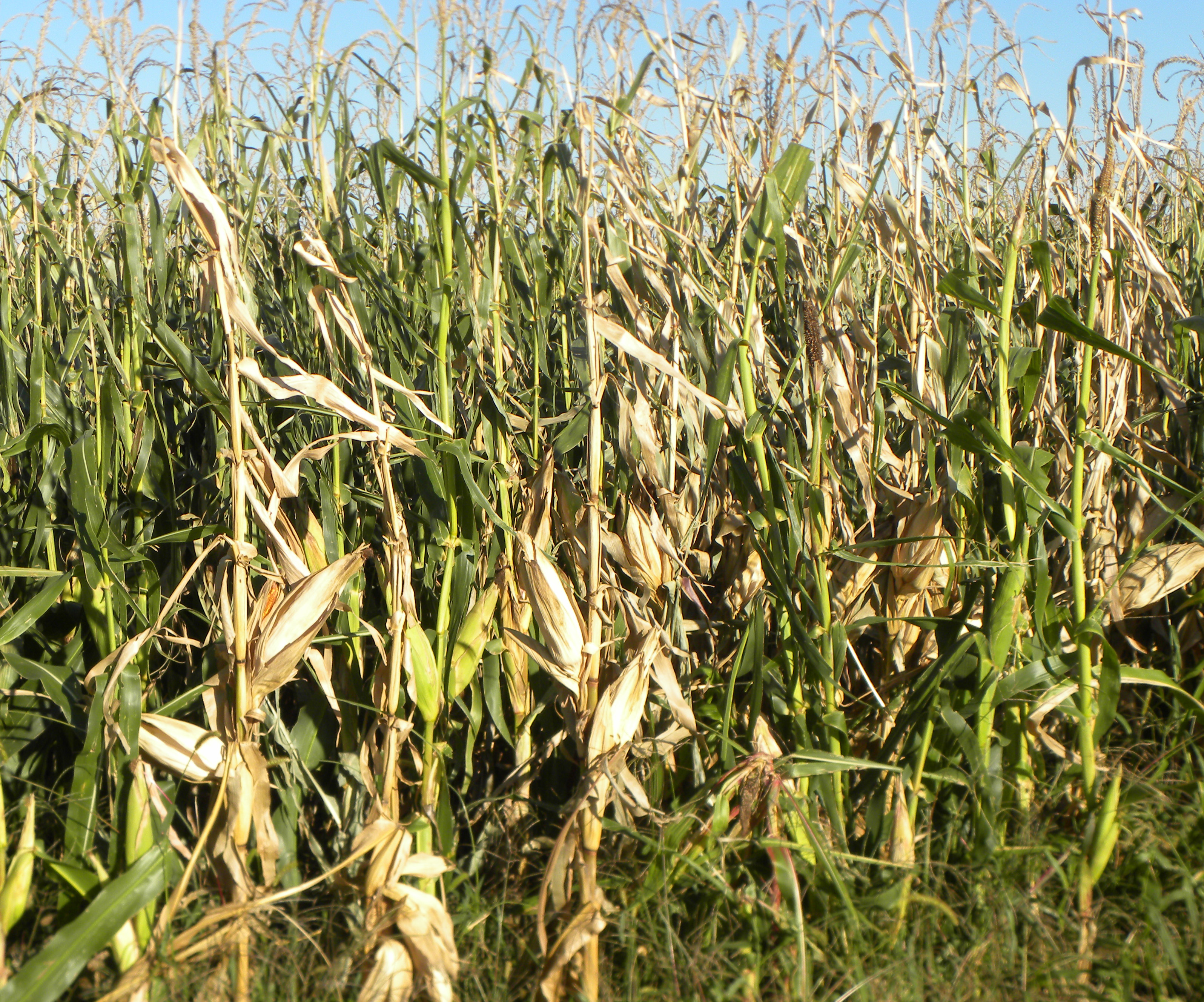 Corn field exhibiting stalk rot symptoms